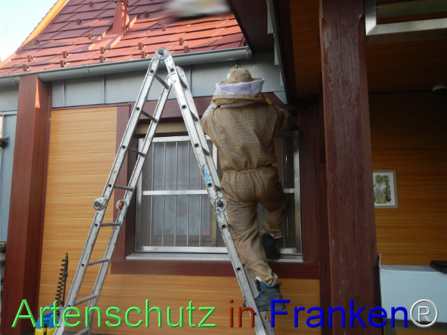 © Artenschutz in Franken® Bild zum Eintrag (1108958-160)