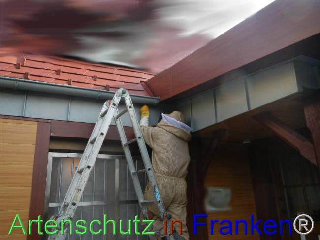 © Artenschutz in Franken® Bild zum Eintrag (1108963-160)