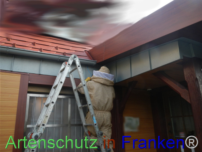 © Artenschutz in Franken® Bild zum Eintrag (1108964-160)