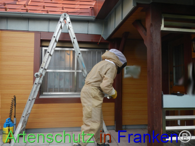 © Artenschutz in Franken® Bild zum Eintrag (1108966-160)