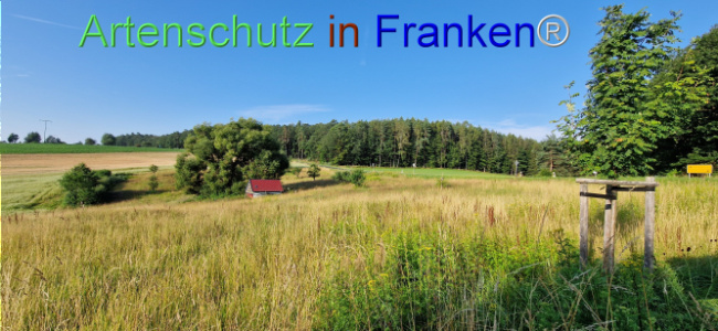 © Artenschutz in Franken® Bild zum Eintrag (1108981-160)