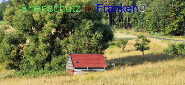 © Artenschutz in Franken® Bild zum Eintrag (1108983-160)