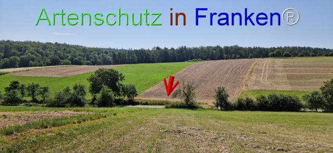 © Artenschutz in Franken® Bild zum Eintrag (1109623-160)