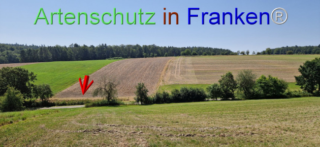 © Artenschutz in Franken® Bild zum Eintrag (1109624-160)