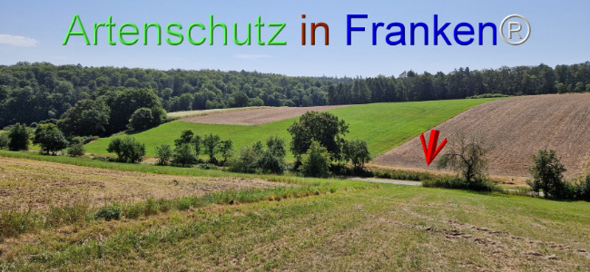 © Artenschutz in Franken® Bild zum Eintrag (1109625-160)