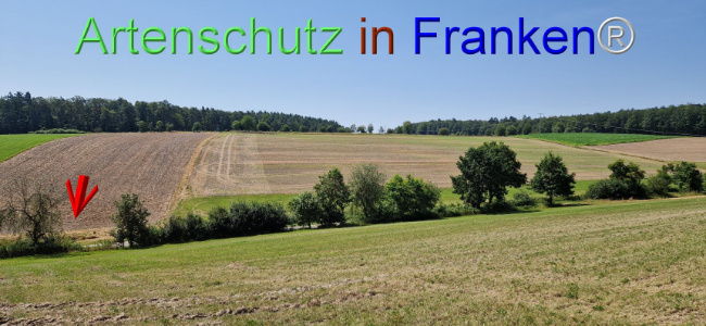 © Artenschutz in Franken® Bild zum Eintrag (1109626-160)