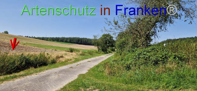 © Artenschutz in Franken® Bild zum Eintrag (1109627-160)