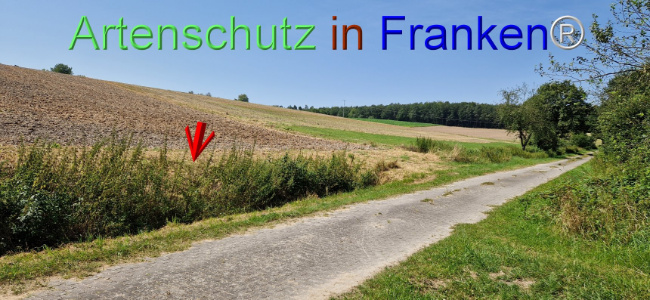 © Artenschutz in Franken® Bild zum Eintrag (1109628-160)