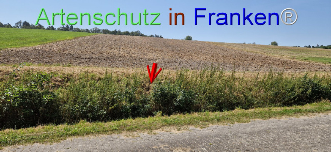 © Artenschutz in Franken® Bild zum Eintrag (1109629-160)