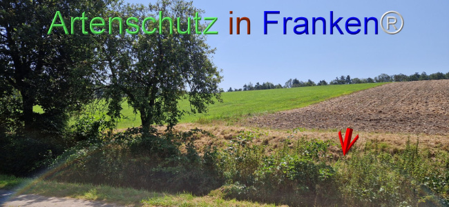© Artenschutz in Franken® Bild zum Eintrag (1109631-160)