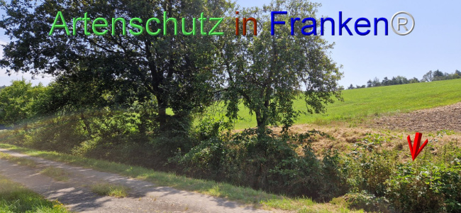 © Artenschutz in Franken® Bild zum Eintrag (1109632-160)