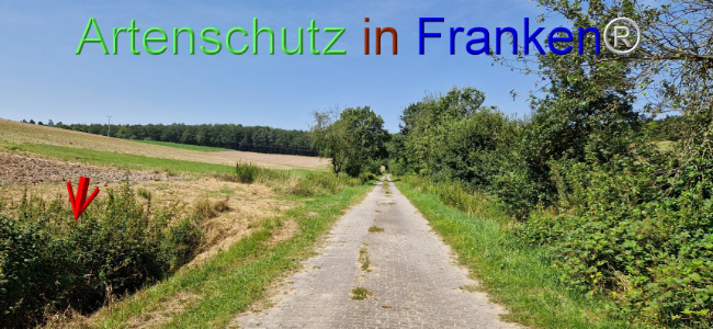 © Artenschutz in Franken® Bild zum Eintrag (1109633-160)