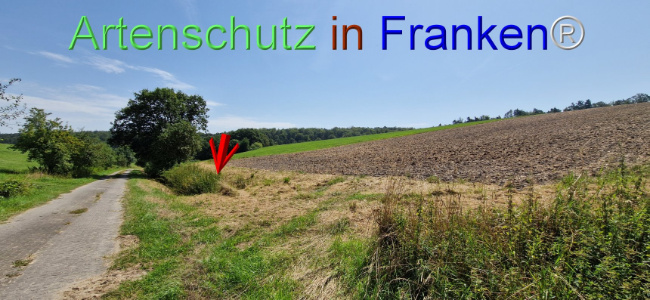 © Artenschutz in Franken® Bild zum Eintrag (1109634-160)