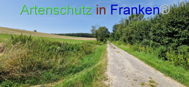 © Artenschutz in Franken® Bild zum Eintrag (1109635-160)