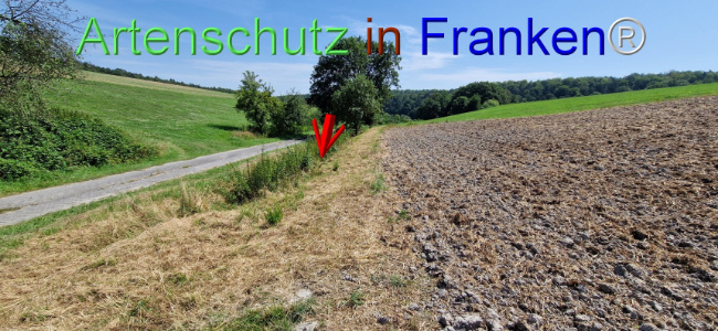 © Artenschutz in Franken® Bild zum Eintrag (1109636-160)