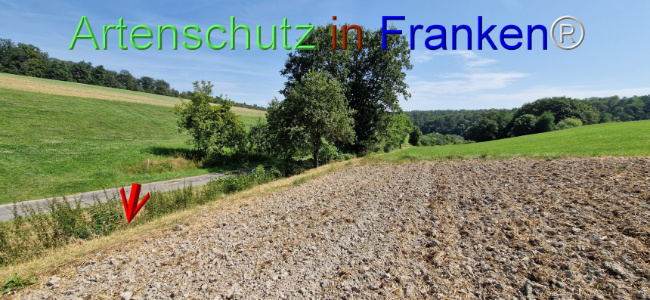 © Artenschutz in Franken® Bild zum Eintrag (1109637-160)