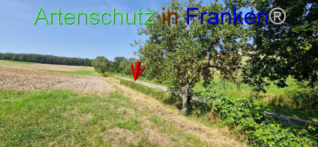 © Artenschutz in Franken® Bild zum Eintrag (1109640-160)