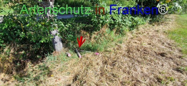 © Artenschutz in Franken® Bild zum Eintrag (1109646-160)
