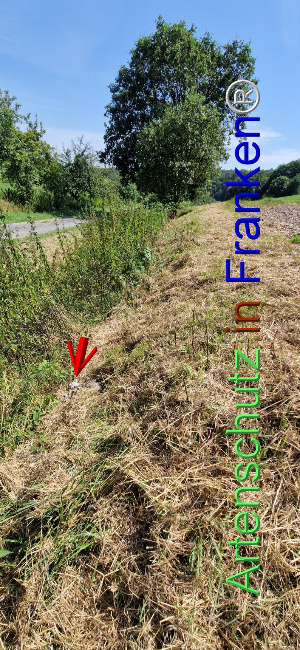 © Artenschutz in Franken® Bild zum Eintrag (1109647-160)