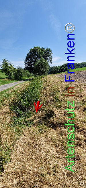 © Artenschutz in Franken® Bild zum Eintrag (1109648-160)