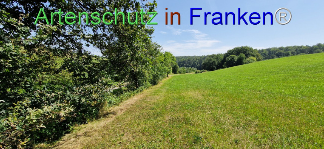 © Artenschutz in Franken® Bild zum Eintrag (1109649-160)
