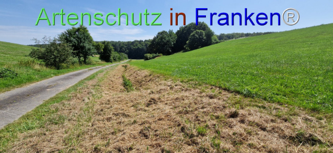 © Artenschutz in Franken® Bild zum Eintrag (1109651-160)