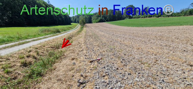 © Artenschutz in Franken® Bild zum Eintrag (1109653-160)