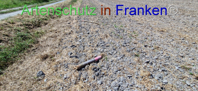 © Artenschutz in Franken® Bild zum Eintrag (1109654-160)