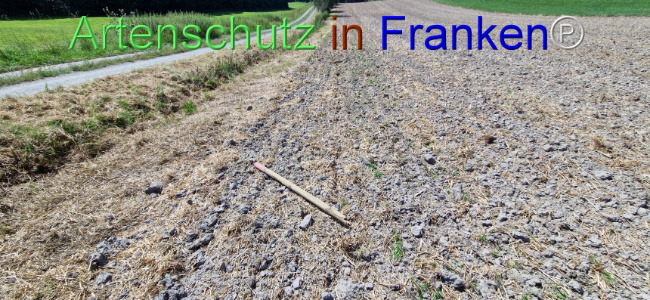 © Artenschutz in Franken® Bild zum Eintrag (1109655-160)