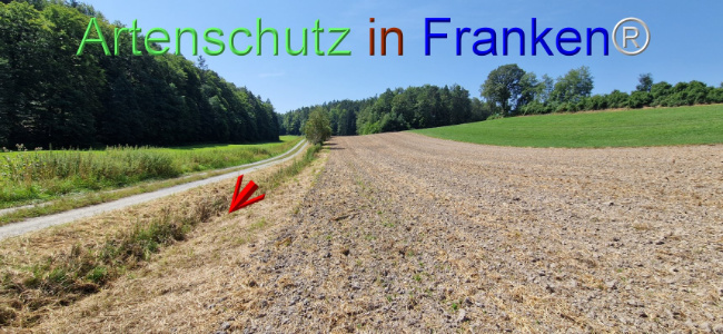© Artenschutz in Franken® Bild zum Eintrag (1109656-160)