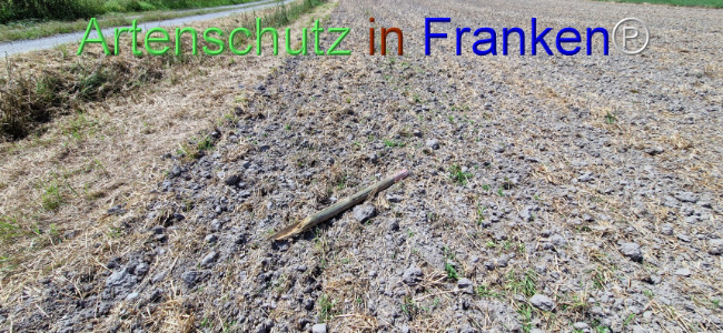 © Artenschutz in Franken® Bild zum Eintrag (1109657-160)