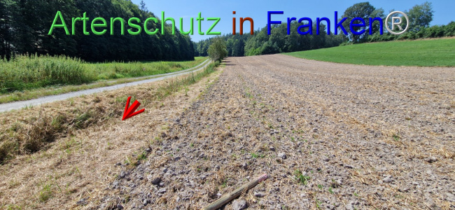 © Artenschutz in Franken® Bild zum Eintrag (1109658-160)