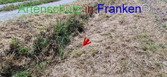 © Artenschutz in Franken® Bild zum Eintrag (1109659-160)
