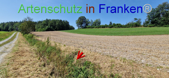 © Artenschutz in Franken® Bild zum Eintrag (1109661-160)