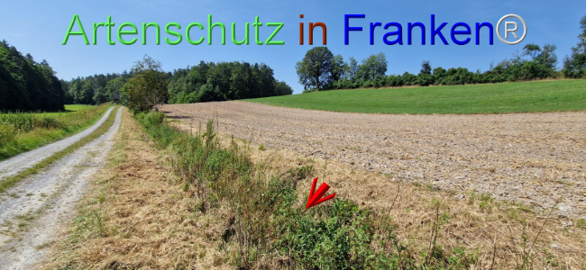 © Artenschutz in Franken® Bild zum Eintrag (1109662-160)