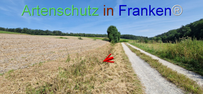 © Artenschutz in Franken® Bild zum Eintrag (1109664-160)
