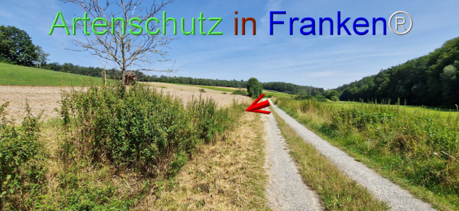 © Artenschutz in Franken® Bild zum Eintrag (1109666-160)