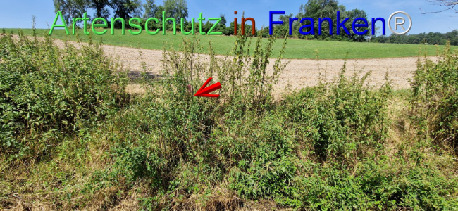 © Artenschutz in Franken® Bild zum Eintrag (1109667-160)