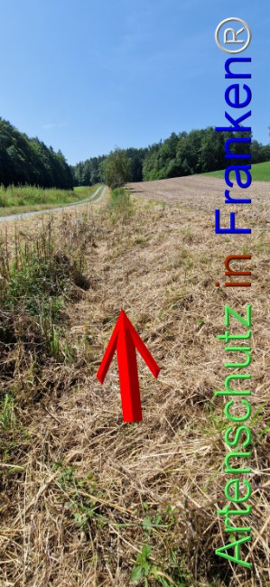 © Artenschutz in Franken® Bild zum Eintrag (1109668-160)