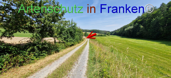 © Artenschutz in Franken® Bild zum Eintrag (1109670-160)