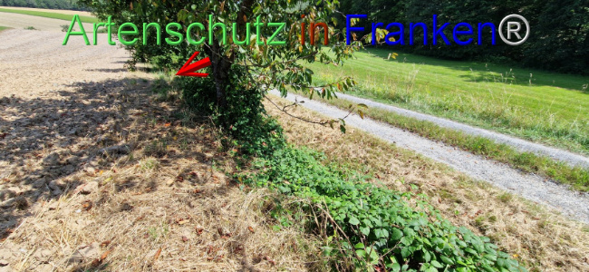 © Artenschutz in Franken® Bild zum Eintrag (1109676-160)