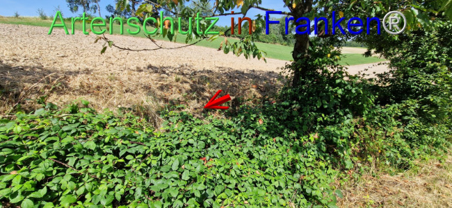 © Artenschutz in Franken® Bild zum Eintrag (1109677-160)