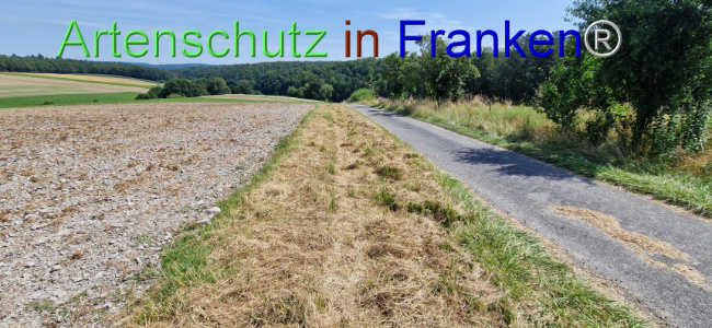 © Artenschutz in Franken® Bild zum Eintrag (1109682-160)