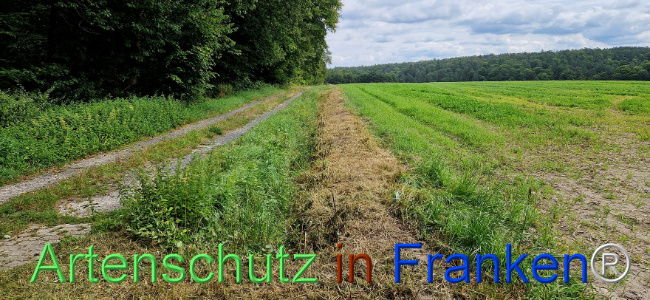 © Artenschutz in Franken® Bild zum Eintrag (1110209-160)