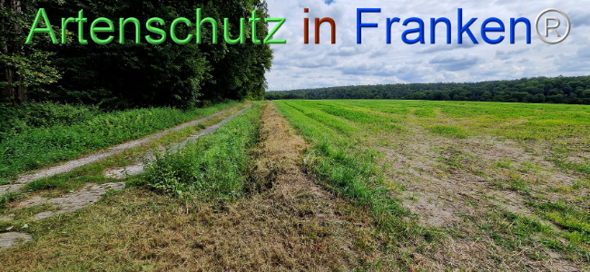 © Artenschutz in Franken® Bild zum Eintrag (1110210-160)
