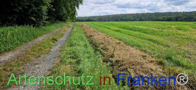 © Artenschutz in Franken® Bild zum Eintrag (1110212-160)