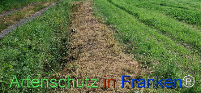 © Artenschutz in Franken® Bild zum Eintrag (1110213-160)