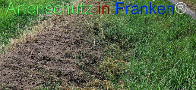 © Artenschutz in Franken® Bild zum Eintrag (1110214-160)
