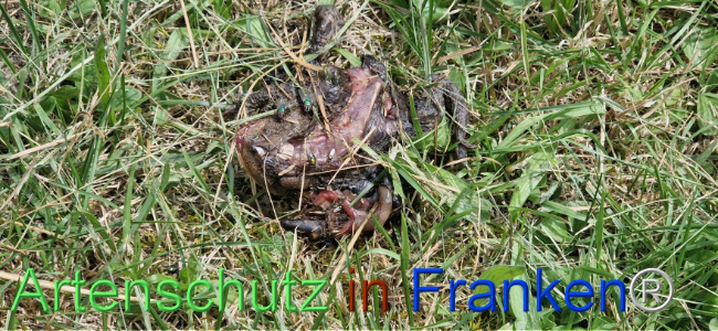 © Artenschutz in Franken® Bild zum Eintrag (1110218-160)