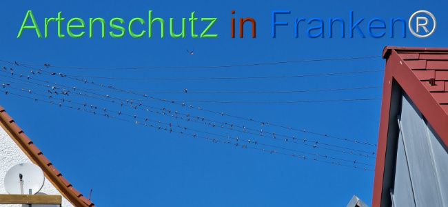 © Artenschutz in Franken® Bild zum Eintrag (1110314-160)